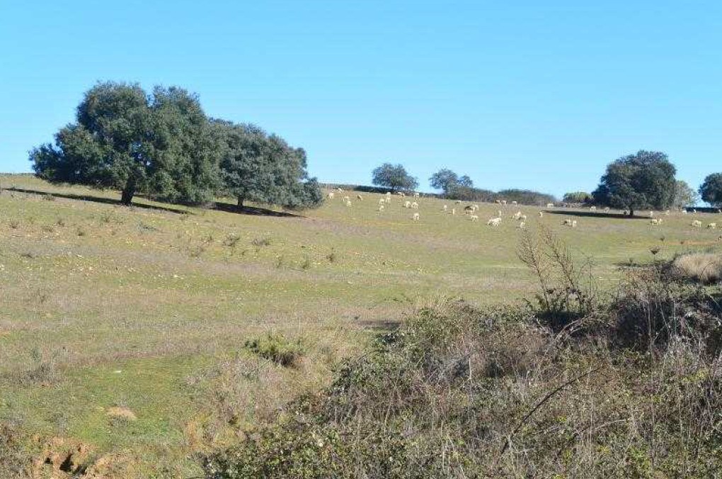 Finca Rústica en Higuera La Real (Badajoz)